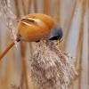 Sykorice vousata - Panurus biarmicus - Bearded Reedling o3516